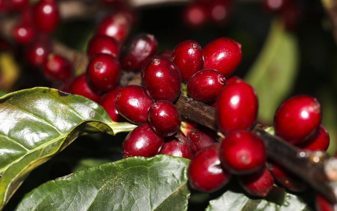 Nova safra de café do Brasil deve crescer 10%