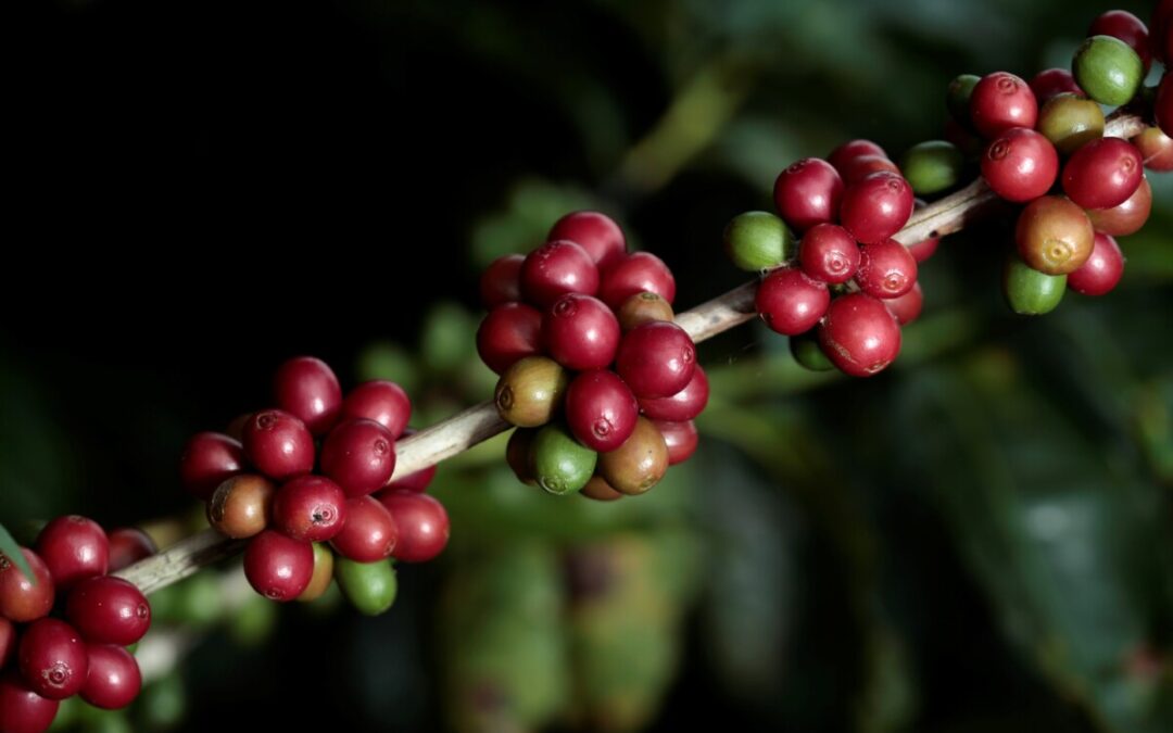 Exportação de café pode fechar safra com queda